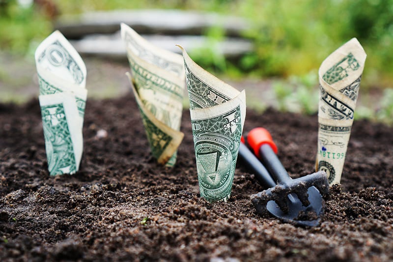 Curled up dollar bills planted into soil